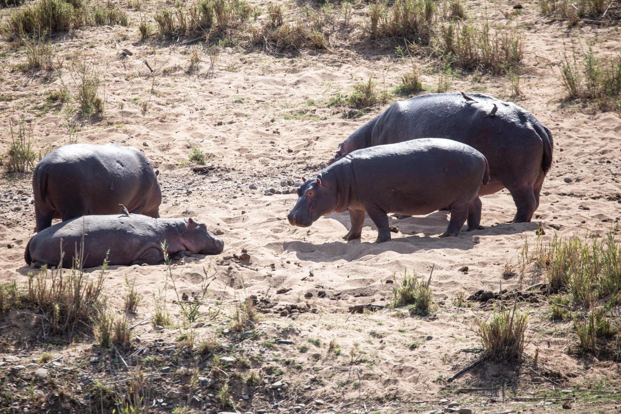 Mdluli Safari Lodge เฮซีวิว ภายนอก รูปภาพ